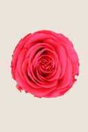 Amorosa Standard Gift Box Stem Rose - Pack 20 u.