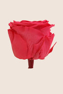 Amorosa Standard Gift Box Stem Rose - Pack 20 u.