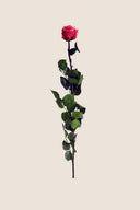 Amorosa Standard Gift Box Stem Rose - Pack 20 u.