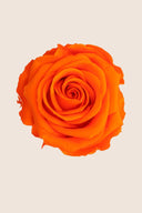 Amorosa Standard Gift Box Stem Rose - Pack 20 u.