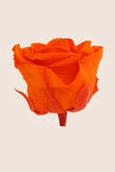 Amorosa Standard Gift Box Stem Rose - Pack 20 u.
