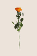 Amorosa Standard Gift Box Stem Rose - Pack 20 u.