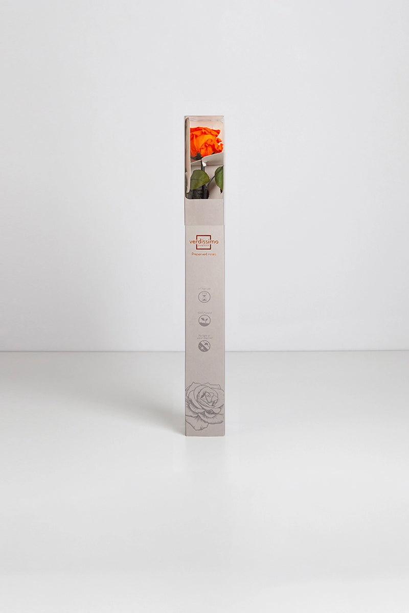Amorosa Standard Gift Box Stem Rose - Pack 20 u.