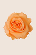 Amorosa Standard Gift Box Stem Rose - Pack 20 u.