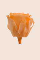 Amorosa Standard Gift Box Stem Rose - Pack 20 u.