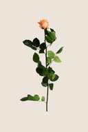 Amorosa Standard Gift Box Stem Rose - Pack 20 u.