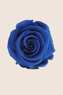 Amorosa Standard Gift Box Stem Rose - Pack 20 u.