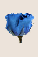 Amorosa Standard Gift Box Stem Rose - Pack 20 u.
