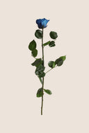 Amorosa Standard Gift Box Stem Rose - Pack 20 u.