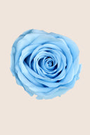 Amorosa Standard Gift Box Stem Rose - Pack 20 u.