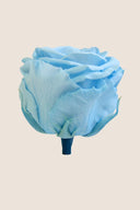 Amorosa Standard Gift Box Stem Rose - Pack 20 u.