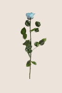 Amorosa Standard Gift Box Stem Rose - Pack 20 u.