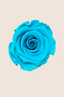 Amorosa Standard Gift Box Stem Rose - Pack 20 u.