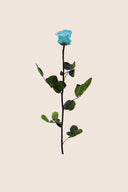 Amorosa Standard Gift Box Stem Rose - Pack 20 u.