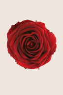 Amorosa Standard Gift Box Stem Rose - Pack 20 u.
