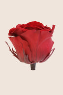 Amorosa Standard Gift Box Stem Rose - Pack 20 u.