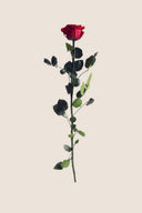 Amorosa Standard Gift Box Stem Rose - Pack 20 u.
