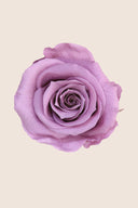 Amorosa Standard Gift Box Stem Rose - Pack 20 u.