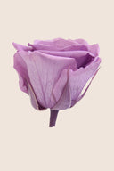 Amorosa Standard Gift Box Stem Rose - Pack 20 u.