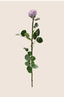 Amorosa Standard Gift Box Stem Rose - Pack 20 u.