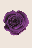 Amorosa Standard Gift Box Stem Rose - Pack 20 u.
