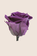 Amorosa Standard Gift Box Stem Rose - Pack 20 u.