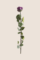 Amorosa Standard Gift Box Stem Rose - Pack 20 u.