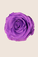 Amorosa Standard Gift Box Stem Rose - Pack 20 u.
