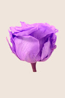 Amorosa Standard Gift Box Stem Rose - Pack 20 u.