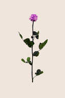 Amorosa Standard Gift Box Stem Rose - Pack 20 u.