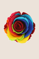 Amorosa Standard Gift Box Stem Rose - Pack 20 u.