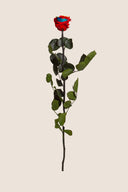 Amorosa Standard Gift Box Stem Rose - Pack 20 u.