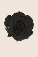 Amorosa Mini Bulk Stem Rose - Pack 25 u.
