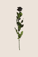 Amorosa Standard Gift Box Stem Rose - Pack 20 u.