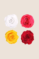 Amorosa Standard Gift Box Stem Rose - Pack 20 u.