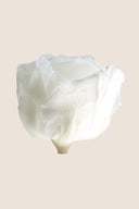 Amorosa Mini Gift Box Stem Rose - Pack 25 u.