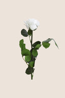 Amorosa Mini Gift Box Stem Rose - Pack 25 u.