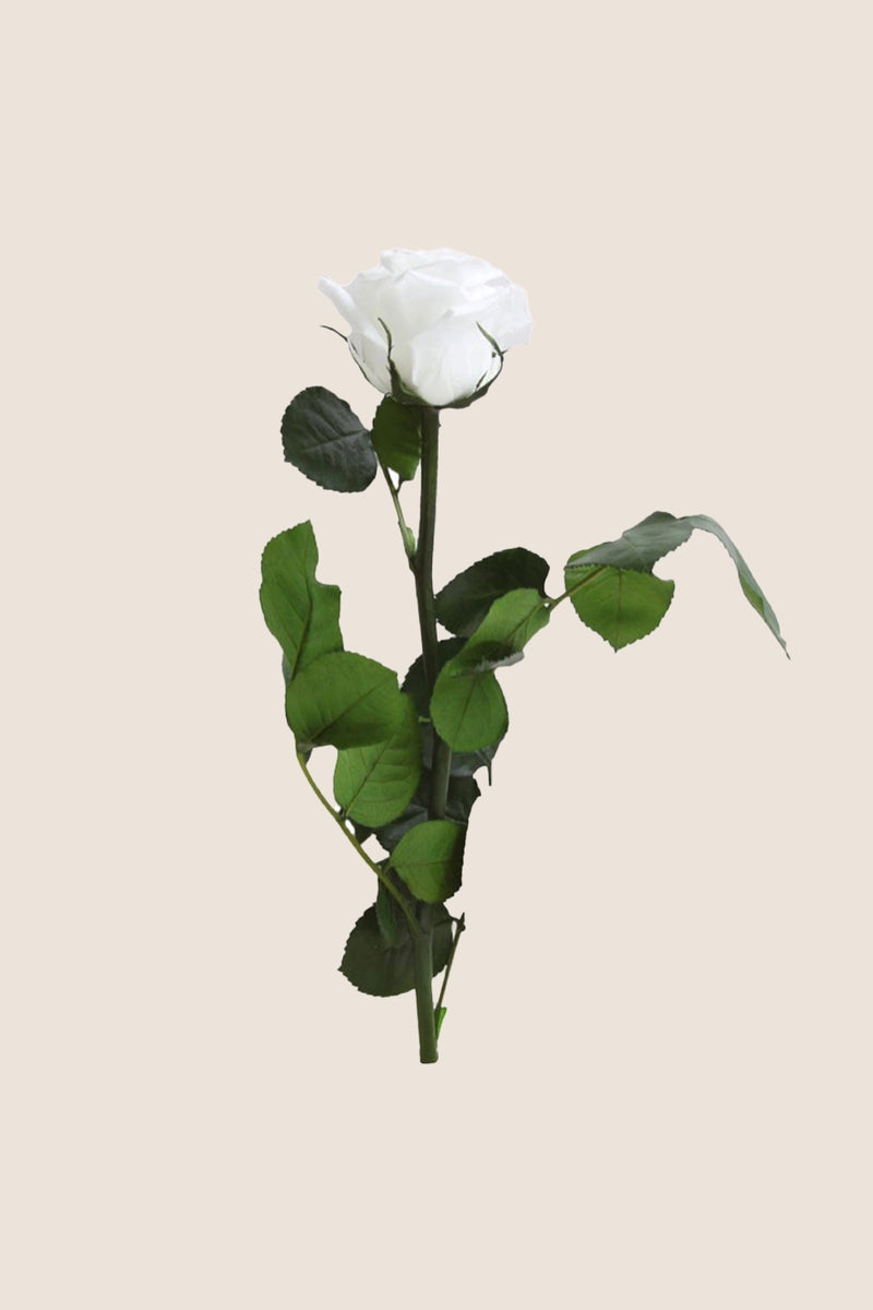 Amorosa Mini Bulk Stem rose