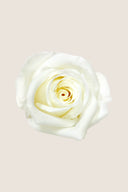 Amorosa Mini Gift Box Stem Rose - Pack 25 u.