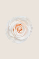 Amorosa Mini Gift Box Stem Rose - Pack 25 u.