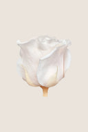Rose Mini Bulk - Pack 288 u.