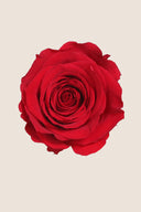 Amorosa Mini Gift Box Stem rose