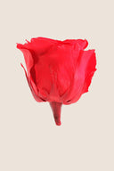 Amorosa Mini Gift Box Stem rose