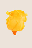 Amorosa Mini Gift Box Stem rose