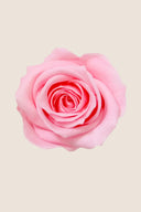 Amorosa Mini Gift Box Stem Rose - Pack 25 u.
