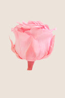 Amorosa Mini Gift Box Stem Rose - Pack 25 u.