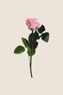 Amorosa Mini Gift Box Stem Rose - Pack 25 u.