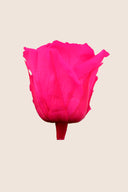 Amorosa Mini Gift Box Stem rose