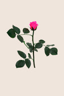 Amorosa Mini Gift Box Stem rose