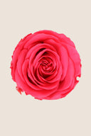 Amorosa Mini Gift Box Stem Rose - Pack 25 u.